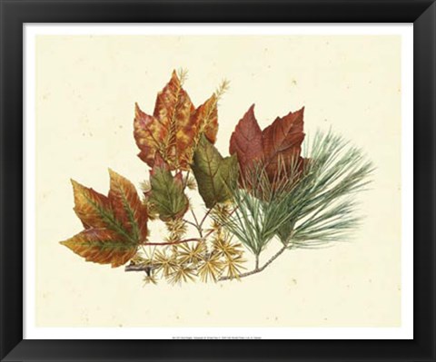 Framed Red Maple, Tamarack &amp; White Pine Print