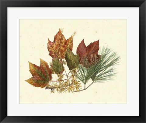 Framed Red Maple, Tamarack &amp; White Pine Print