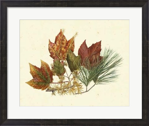 Framed Red Maple, Tamarack &amp; White Pine Print