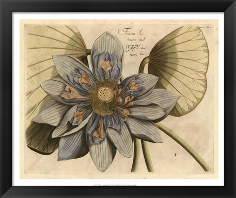 Framed Blue Lotus Flower I Print