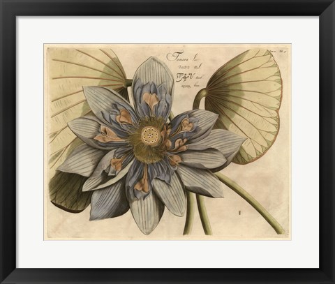 Framed Blue Lotus Flower I Print