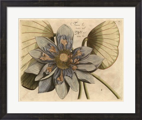 Framed Blue Lotus Flower I Print