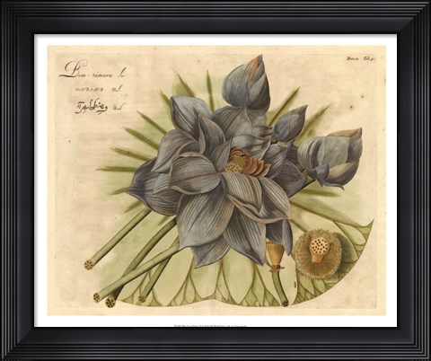Framed Blue Lotus Flower II Print