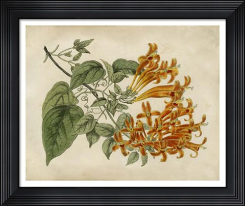 Framed Tropical Beauty III Print