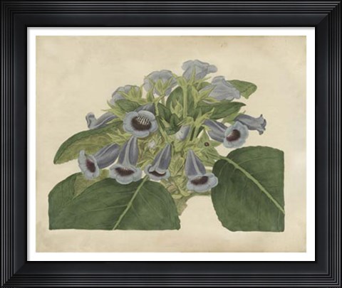 Framed Tropical Beauty IV Print