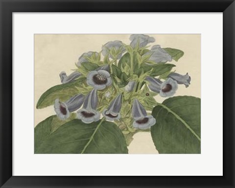 Framed Tropical Beauty IV Print