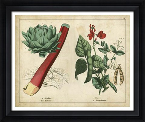 Framed Kitchen Vegetables &amp; Roots II Print