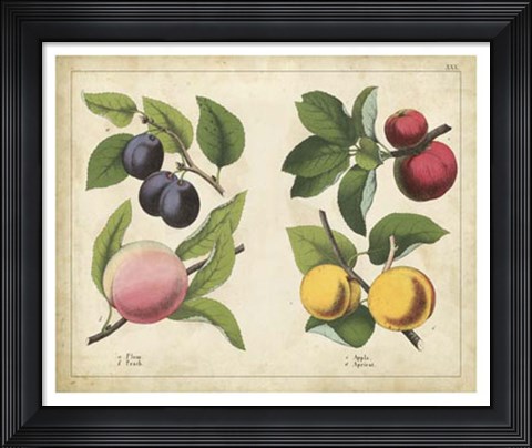 Framed Kitchen Fruits I Print