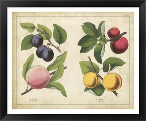 Framed Kitchen Fruits I Print