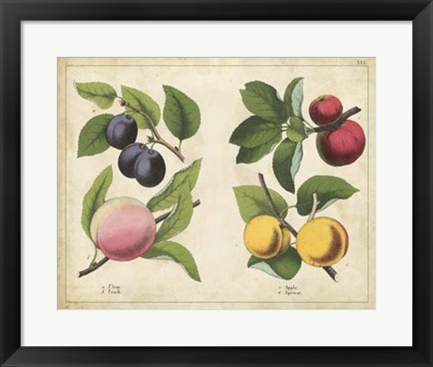 Framed Kitchen Fruits I Print