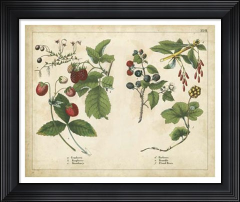 Framed Kitchen Fruits II Print