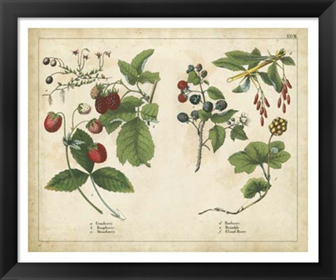 Framed Kitchen Fruits II Print