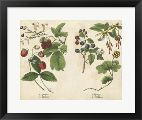 Framed Kitchen Fruits II Print