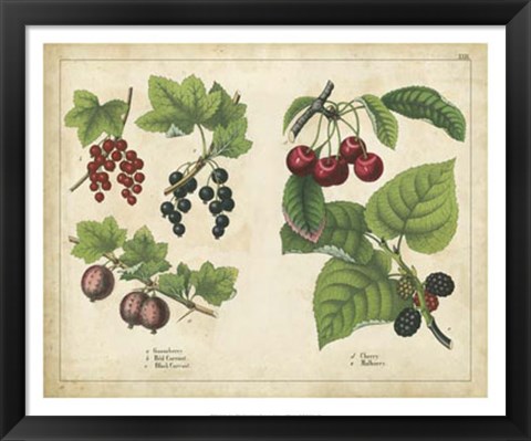 Framed Kitchen Fruits III Print