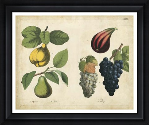 Framed Kitchen Fruits IV Print