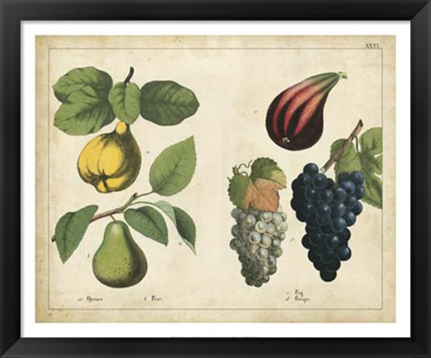 Framed Kitchen Fruits IV Print