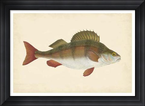 Framed Antique Fish I Print