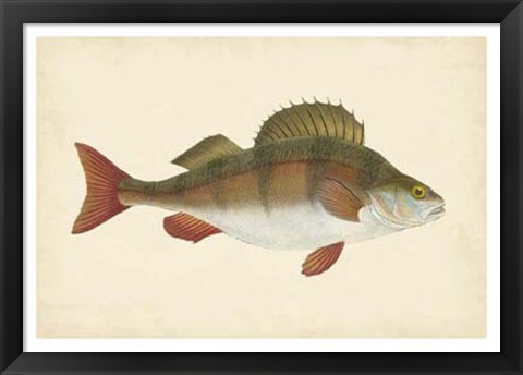 Framed Antique Fish I Print