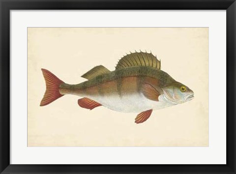 Framed Antique Fish I Print