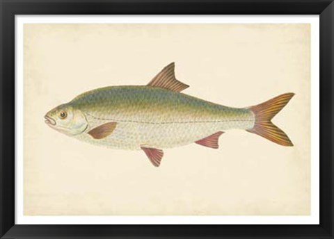 Framed Antique Fish II Print