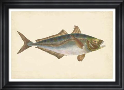 Framed Antique Fish III Print