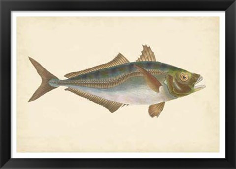 Framed Antique Fish III Print