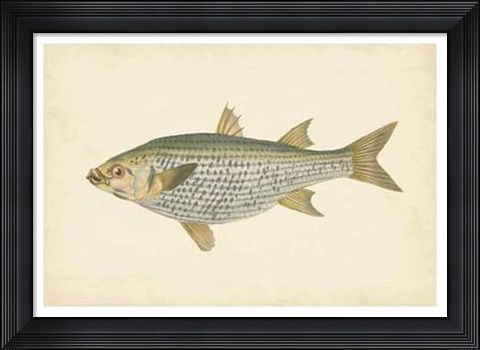 Framed Antique Fish IV Print