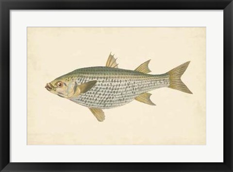 Framed Antique Fish IV Print