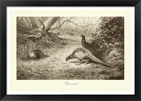 Framed Pheasant Print