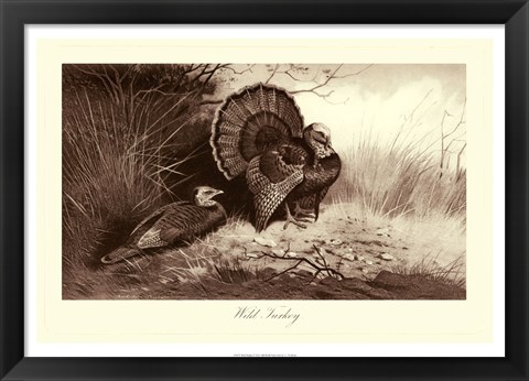 Framed Wild Turkey Print