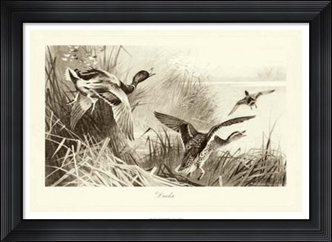 Framed Ducks Print