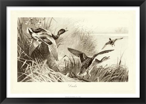 Framed Ducks Print