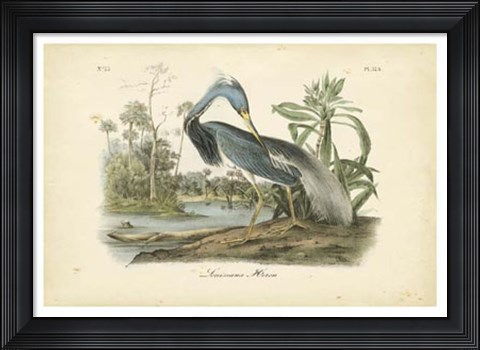 Framed Audubon&#39;s Louisiana Heron Print