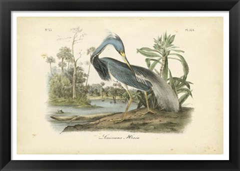 Framed Audubon&#39;s Louisiana Heron Print