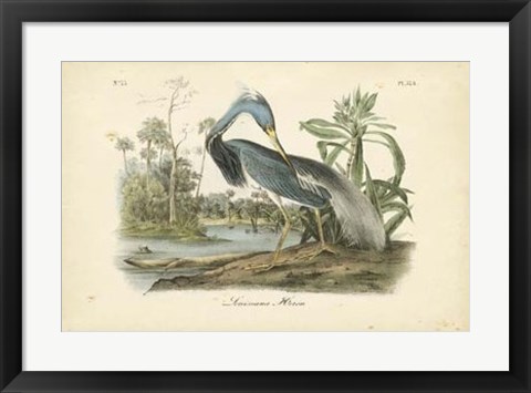 Framed Audubon&#39;s Louisiana Heron Print