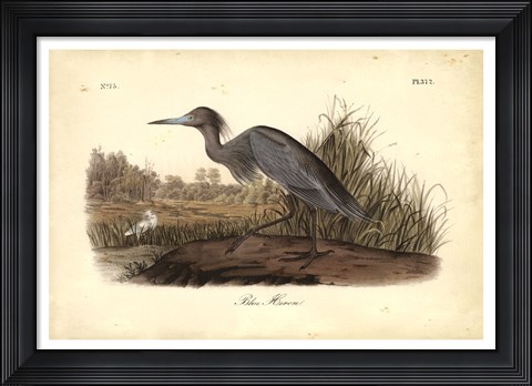 Framed Audubon&#39;s Blue Heron Print
