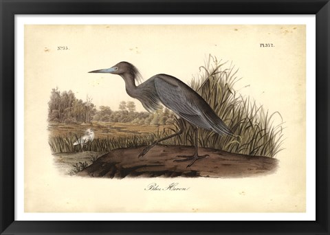 Framed Audubon&#39;s Blue Heron Print