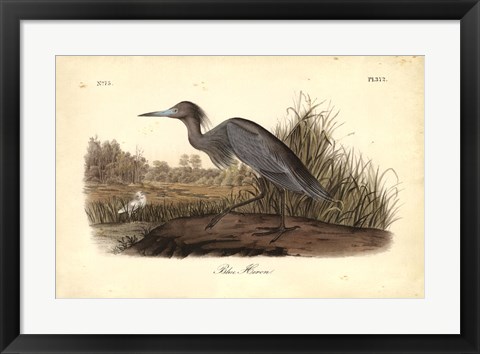 Framed Audubon&#39;s Blue Heron Print