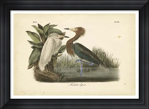 Framed Audubon&#39;s Reddish Egret Print