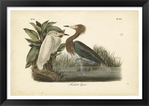 Framed Audubon&#39;s Reddish Egret Print
