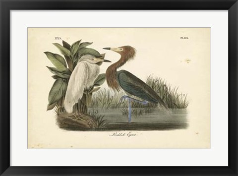 Framed Audubon&#39;s Reddish Egret Print