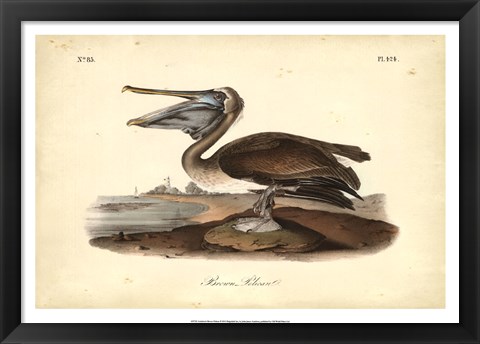 Framed Audubon&#39;s Brown Pelican Print