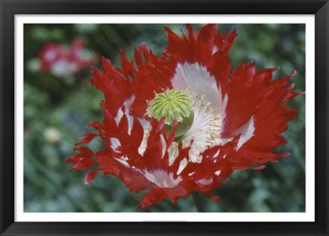 Framed Raglin Red Poppy Print