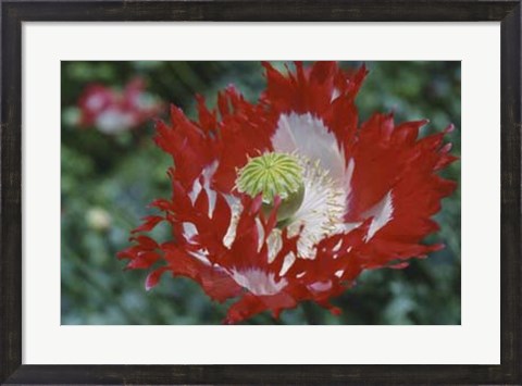 Framed Raglin Red Poppy Print