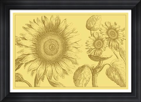 Framed Golden Sunflowers II Print
