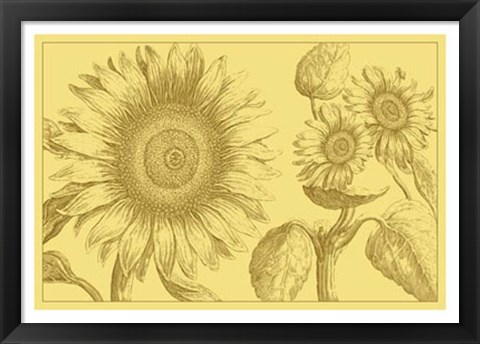 Framed Golden Sunflowers II Print