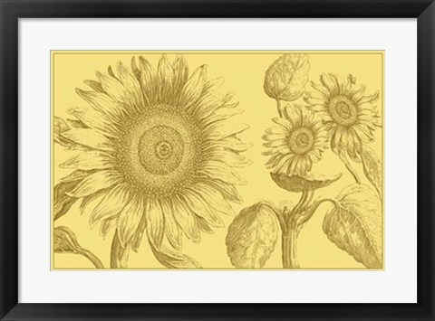 Framed Golden Sunflowers II Print