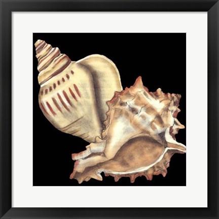 Framed Tandem Shells I Print