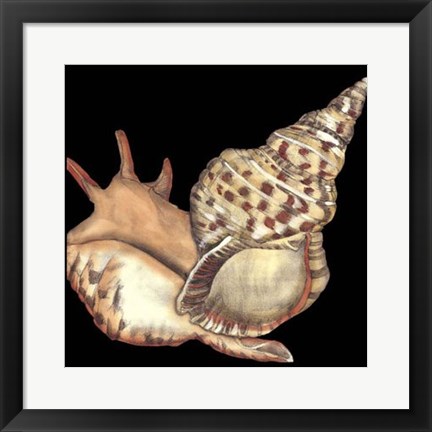 Framed Tandem Shells II Print