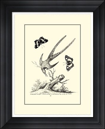 Framed B&amp;W Longtailed Hummingbird  (1742) Print